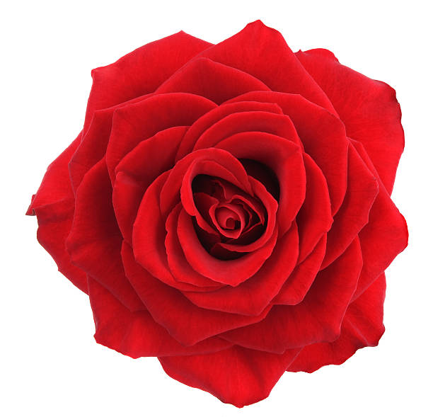 Rose. Red flower on a white background. rose stock pictures, royalty-free photos & images