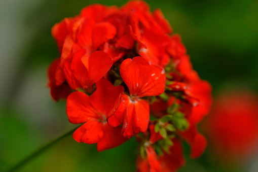 Pelargonium × hortorum, commonly called zonal geranium, or garden geranium, is a notospecies of Pelargonium. It is a hybrid between Pelargonium zonale and Pelargonium inquinans. Red flowers.