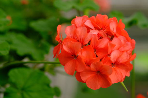 istock Pelargonium × hortorum, commonly called zonal geranium, or garden geranium, is a notospecies of Pelargonium. It is a hybrid between Pelargonium zonale and Pelargonium inquinans. Red flowers. 1732425205