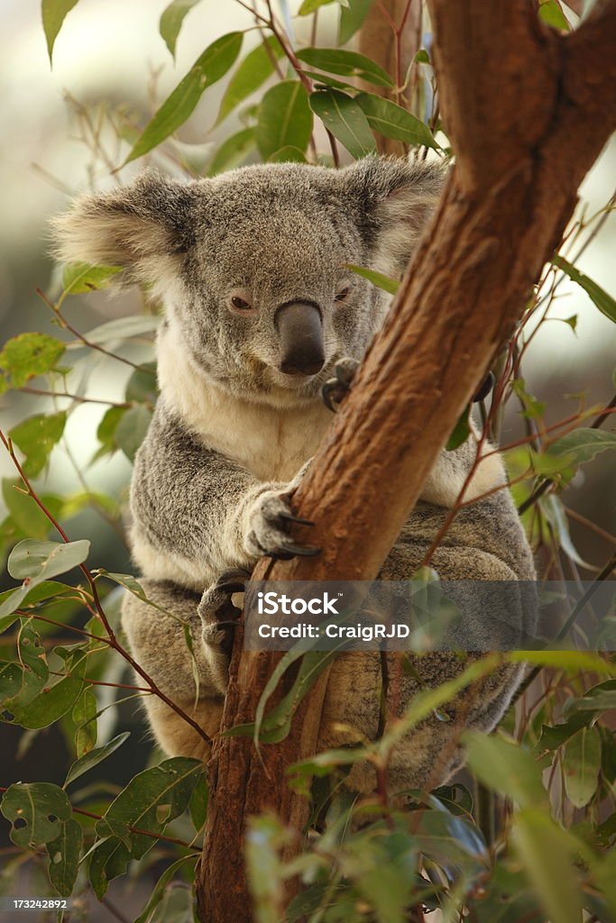 koala - Zbiór zdjęć royalty-free (Australia)