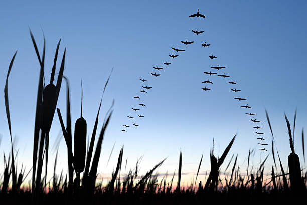 XXL migrating canada geese large flock of canada geese flying in silhouette at twilight (XXL) birds flying in v formation stock pictures, royalty-free photos & images