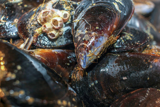 istock it is very healthy eating mussels 1732430992