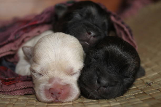 istock Cute newborn puppies sleeping together. 1732437348