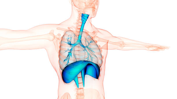 Human Respiratory System Lungs with Diaphragm Anatomy 3D Illustration Concept of Human Respiratory System Lungs with Diaphragm Anatomy the diaphragm stock pictures, royalty-free photos & images