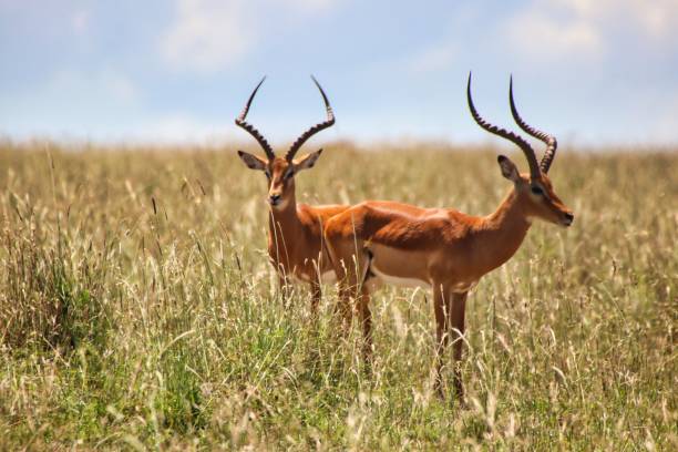 istock Pair of Male Impalas 1732451576