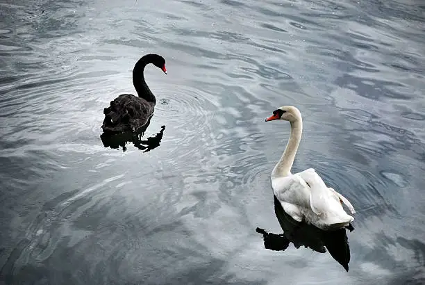 Black and white swans.