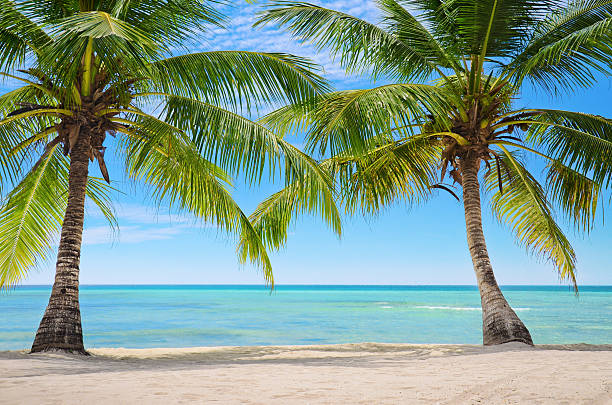 Two palm trees on an exotic beach in Saona Islands stock photo