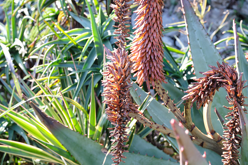 Aloe flowers that are out of season