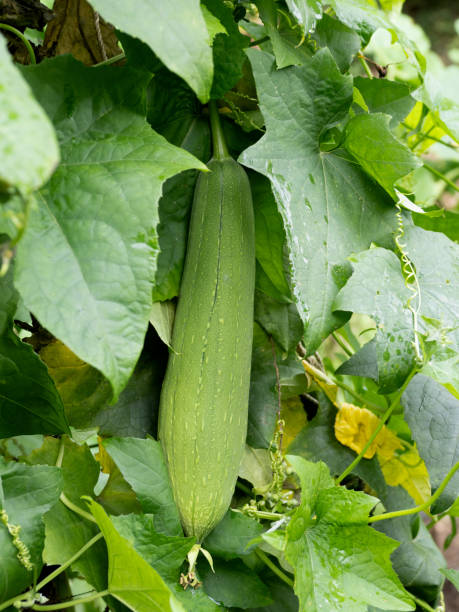 istock Cultivation of loofah 1732464325