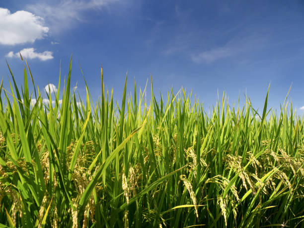istock Blue sky and ripening ears of rice 1732464912