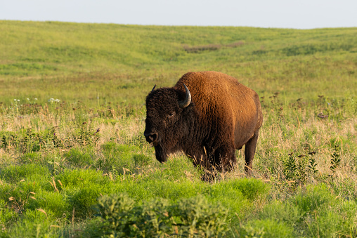 This Bison was photographed during the Summer rut at the Tallgrass Prairie Preserve in Oklahoma.