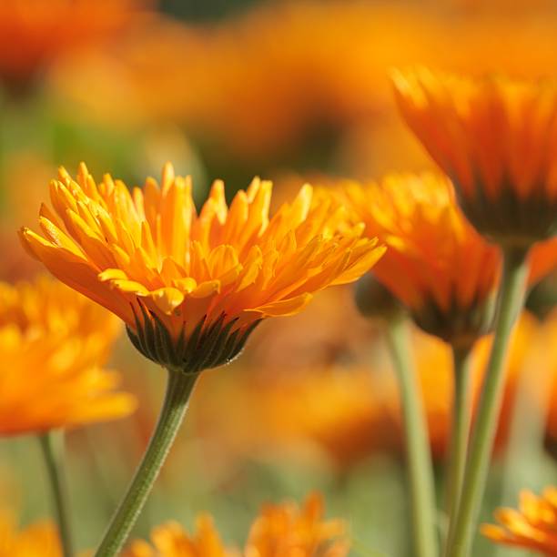 tagete - pot marigold single flower flower flower head foto e immagini stock