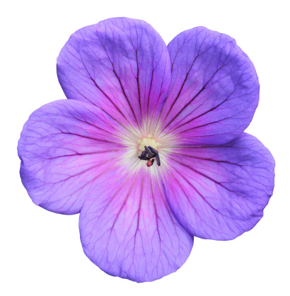 Cranesbill isolated on white background.