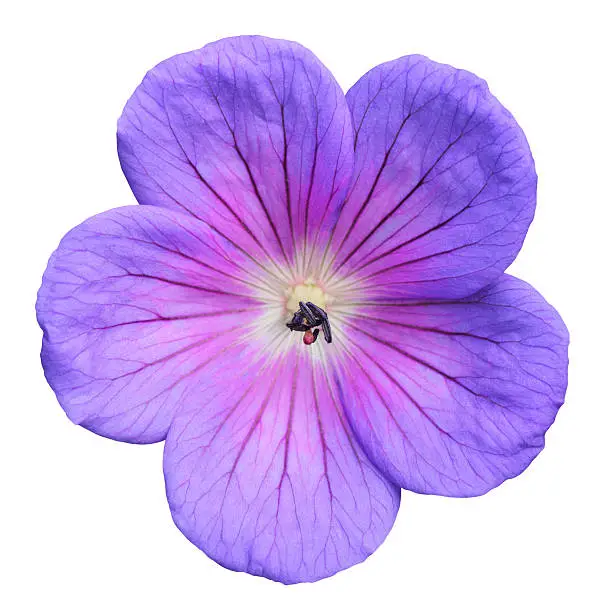 Cranesbill isolated on white background.