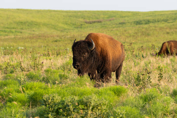 istock Bison, Tallgrass Prairie Preserve, OK 1732476056