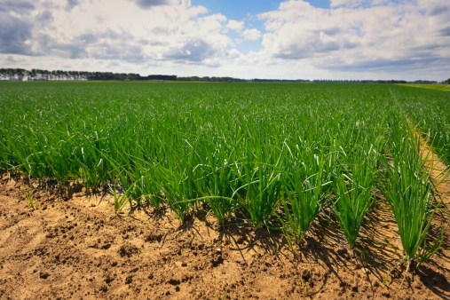 Green field and blue sky on a sunny day