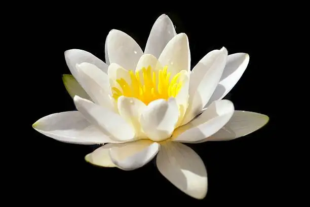 White water-lily isolated on a black background.