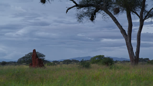 SLO MO Anthill on Tanzania's lush grassy plains under dramatic sky
