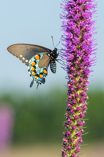 This Pipevine Swallowtail was photographed feeding on Gayfeather at the H.E. Flanagan Prairie in Western Arkansas.