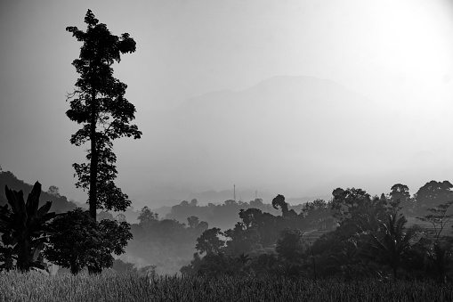 Beautiful morning view indonesia Panorama Landscape paddy fields with beauty color and sky natural light