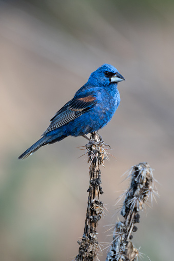 This is a Blue Grosbeak photographed perched on dried cholla cactus at the base of Black Mesa in Oklahoma.