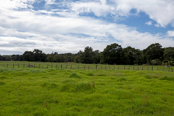 istock New Zealand countryside 1732492536