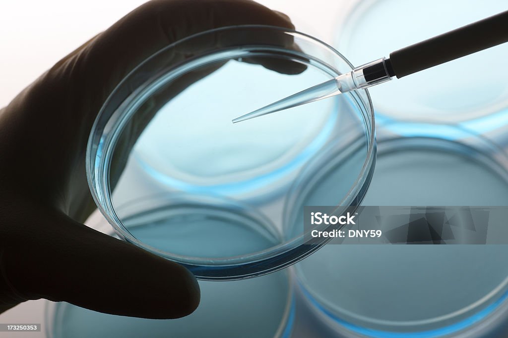 Scientific Research Gloved hand holding petri dish and pipette Petri Dish Stock Photo