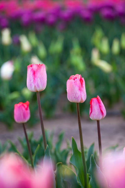 istock Beautiful tulips are in full bloom 1732505232