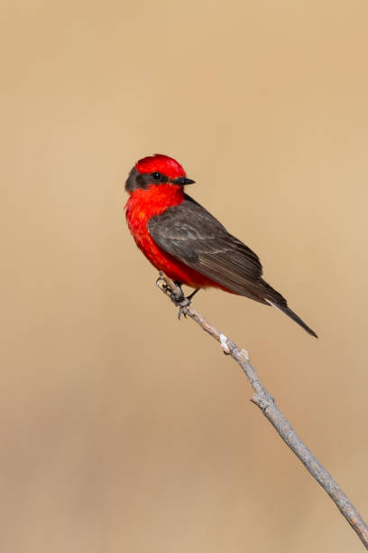 istock Vermilion Flycatcher, Black Mesa S.P., OK 1732513896