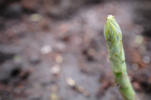 asparagus in the field