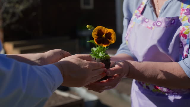 Females gardeners passing Pansy flower from hands to hands to plant in garden.