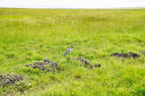 A Black headed Heron with a snake in its beak near the marshes in Maasai Mara, Kenya, Africa