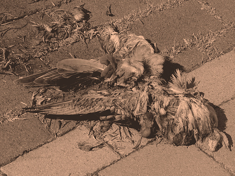 This picture was shot in late September 2023 , in Dusseldorf, Germany, and depicts a sad and revolting sight of dead pigeon on the pavement, after being smashed by car living a garage; According  with some eye-witness it was  on purpose.