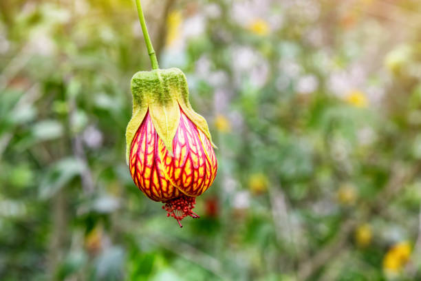 Abutilon Chinese lantern flower, abutilon striatum, an evergreen member of the nightshade family. Orange and yellow bell flower with prominent crimson veining.