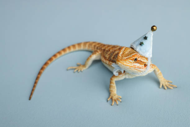 istock Bearded dragon, pogona vitticeps, isolated on blue background, Tiger Pattern Morphs. Professional studio macro photography on isolated blue background. Dragon in a New Year's blue cap. New Year card. 1732522701