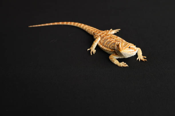 istock Bearded dragon, pogona vitticeps, isolated on black background, Tiger Pattern Morphs. Professional studio macro photography on isolated black background 1732522706
