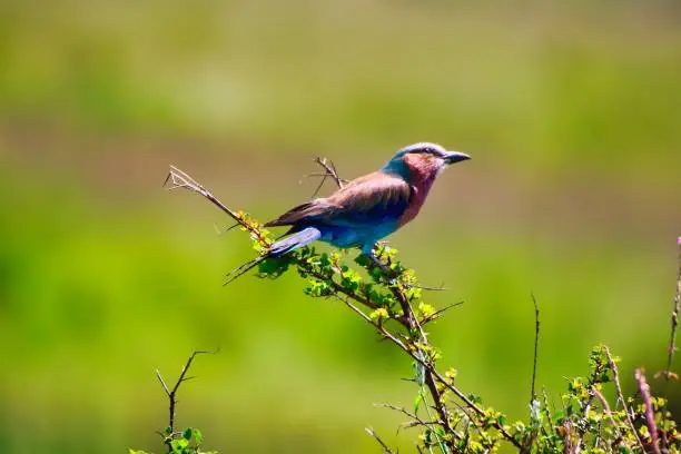 A Beautiful and color ful Lilac Breasted Roller in the bushes in Maasai Mara, Kenya, Africa