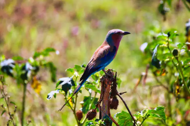 A Beautiful and color ful Lilac Breasted Roller in the bushes in Maasai Mara, Kenya, Africa