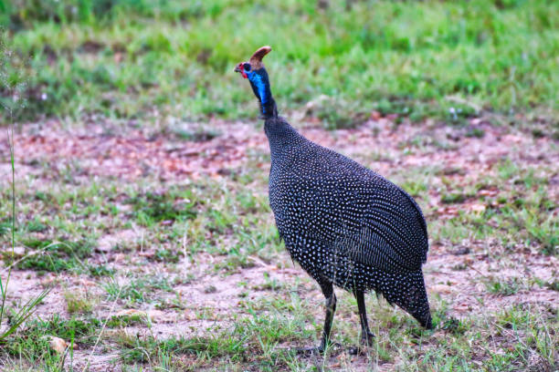 istock Helmeted Guineafowl 1732528987