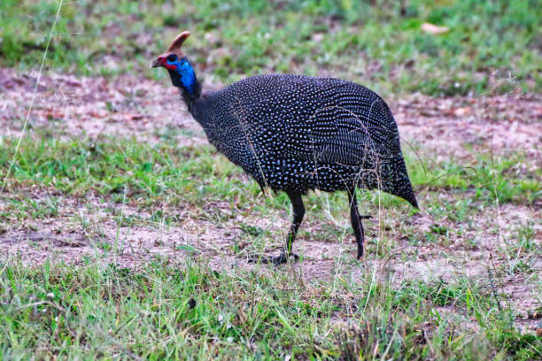 istock Helmeted Guineafowl 1732528994