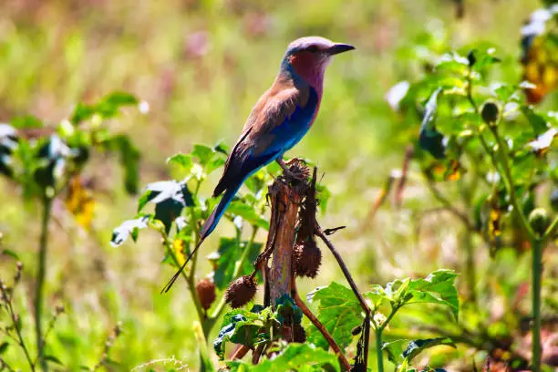 A Beautiful and color ful Lilac Breasted Roller in the bushes in Maasai Mara, Kenya, Africa