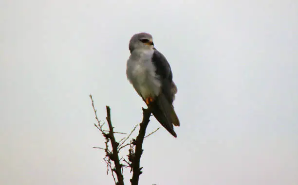 A Black Winged Kite in the early morning in Maasai Mara, Kenya, Africa