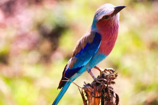 A Beautiful and color ful Lilac Breasted Roller in the bushes in Maasai Mara, Kenya, Africa