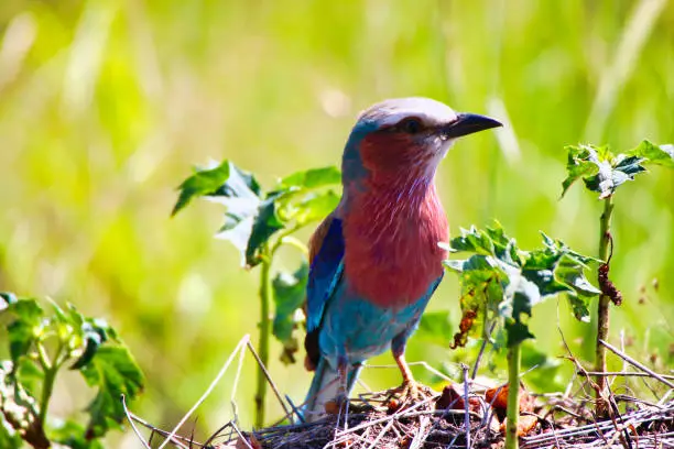 A Beautiful and color ful Lilac Breasted Roller in the bushes in Maasai Mara, Kenya, Africa