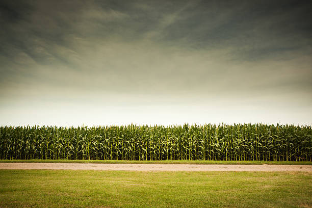 vehemente pronóstico para agrícola de campo de maíz - maíz zea fotografías e imágenes de stock