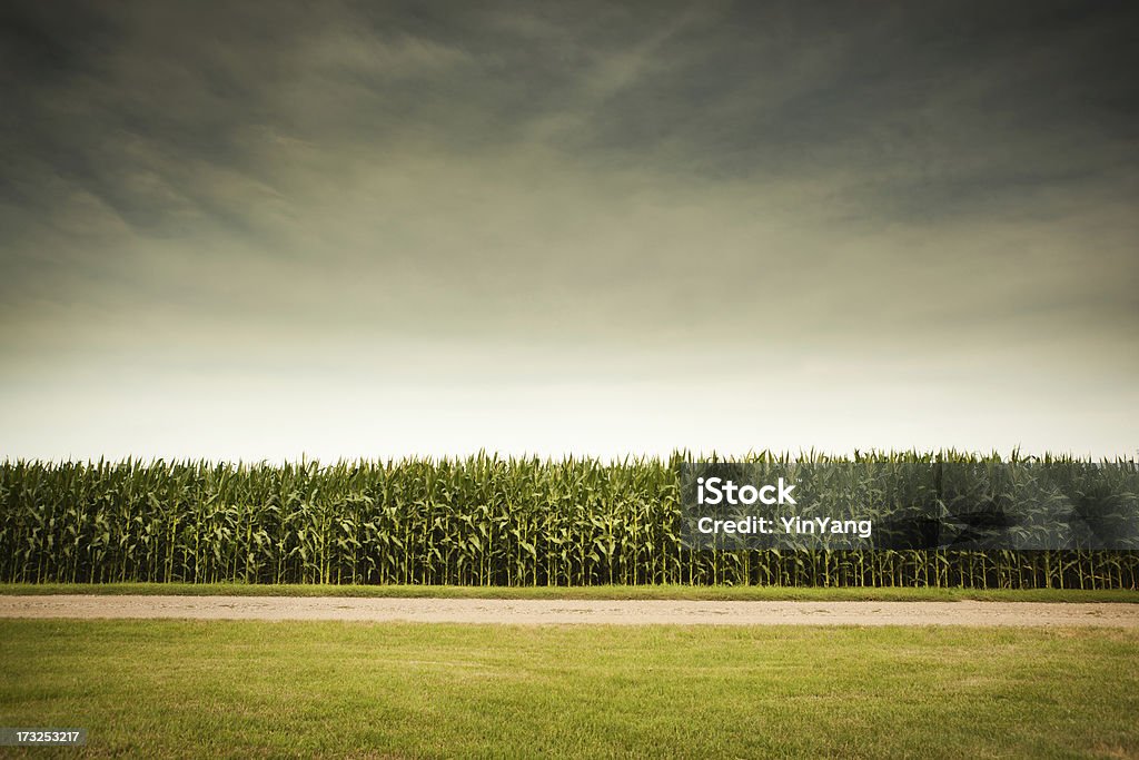 Orageux prévisions pour l'agriculture, le champ de maïs - Photo de Maïs - Culture libre de droits