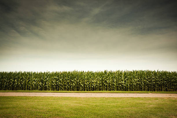 Agricultural Cornfield Under Stormy Sky Forecasts GMO Corn Crop Dangers Rural scene of an agricultural cornfield under a stormy sky, forecasting farm industry GMO corn crop dangers or meteorlogical thunderstorms. Rows of corn stalks grow under an ominous sky, beyond a grassy lawn and gravel road. Organic food plants can conquer adversity of pesticides, herbicides, severe weather, and natural disasters. sweet corn in field stock pictures, royalty-free photos & images