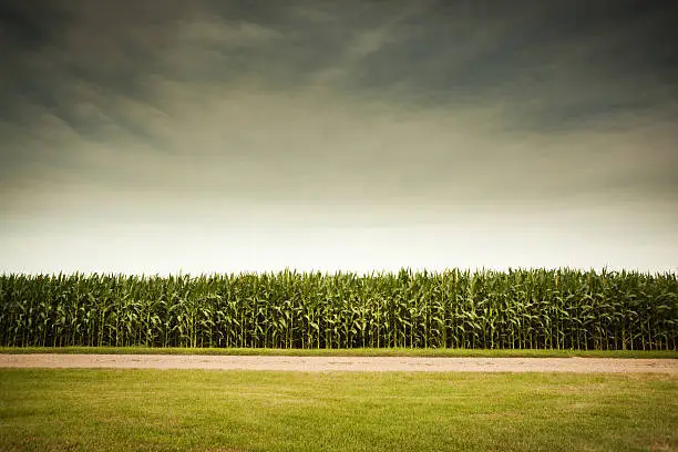 Rural scene of an agricultural cornfield under a stormy sky, forecasting farm industry GMO corn crop dangers or meteorlogical thunderstorms. Rows of corn stalks grow under an ominous sky, beyond a grassy lawn and gravel road. Organic food plants can conquer adversity of pesticides, herbicides, severe weather, and natural disasters.