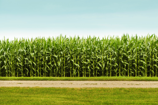 Subject: A corn field with rows of corn plants.