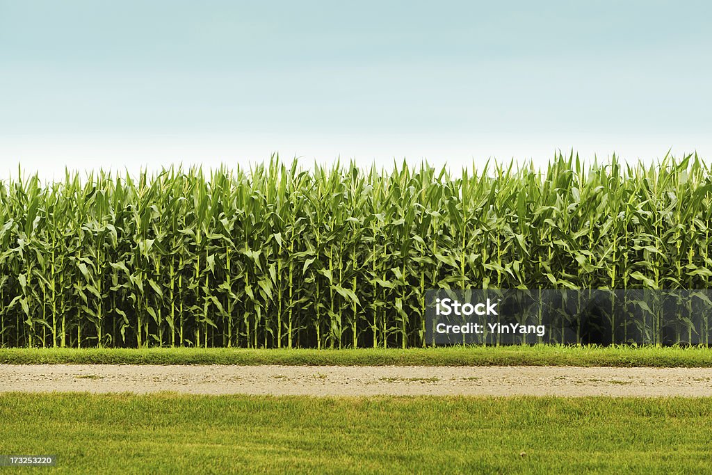 Healthy Corn Crop in Agricultural Field Subject: A corn field with rows of corn plants. Corn - Crop Stock Photo